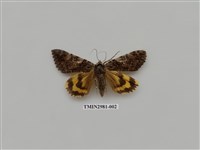 藏品(夜蛾384)的圖片